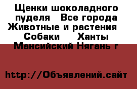 Щенки шоколадного пуделя - Все города Животные и растения » Собаки   . Ханты-Мансийский,Нягань г.